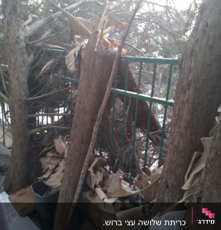 ענפים שבורים ועץ גזום ליד גדר מתכת ירוקה